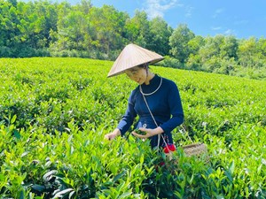 Thái Nguyên: Nâng tầm giá trị cây chè gắn với phát huy giá trị văn hoá, lịch sử