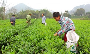 Thái Nguyên: Đánh thức tiềm năng phát triển cây chè ở xã Phú Cường 