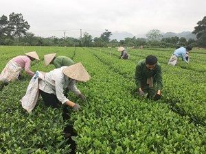 Chè Sông Bôi - phát triển thương hiệu chè đặc sản tỉnh Hòa Bình