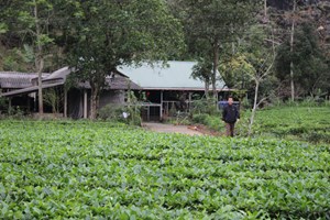 Thái Nguyên: Thực hiện 10 đề tài, dự án liên quan đến cây chè