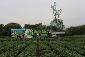 Sản lượng chè búp tươi tỉnh Thái Nguyên vượt kế hoạch đề ra 