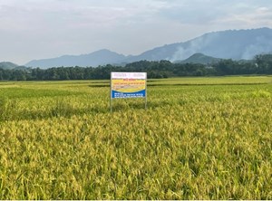 Phú Thọ: Xây dựng thương hiệu cho gạo nếp Gà gáy Mỹ Lung 