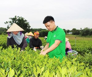 Thái Nguyên: Hợp tác xã chè Công Tâm Minh Đức đổi mới phát triển và nâng cao hiệu quả làng nghề chè truyền thống