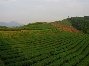 Thái Nguyên: Thương hiệu trà Tuấn Nhung, tinh túy từ trà ướp hương hoa