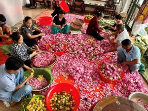 Trà sen Tây Hồ - Hương vị ngọt dịu của mùa hạ