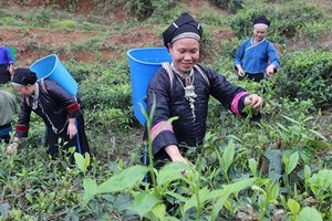 Hà Giang: Phát triển vùng chè Shan tuyết Chế Là theo hướng hữu cơ