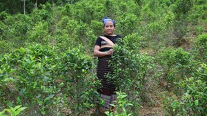Hồi sinh chè cổ Tán Ma
