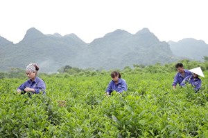 Công ty Cổ phần Chè Hùng An: Nỗ lực vượt khó, tạo nền tảng phát triển bền vững