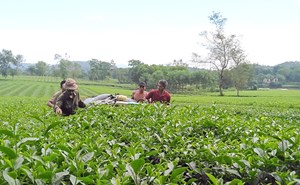 Phú Thọ: Cấp mã vùng trồng cho gần 567ha cây nông nghiệp
