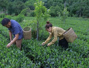 Thái Nguyên: Tổng sản lượng chè búp tươi 6 tháng đầu năm 2024 của huyện Phú Lương đạt 21,1 nghìn tấn