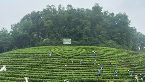 Hợp tác xã Tuyết Hương - Sản xuất chè theo quy trình VietGAP hướng đến phát triển bền vững