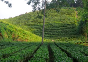 Thái Nguyên: Cấp mới 14 mã số vùng trồng chủ yếu là cây chè