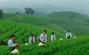 Lan tỏa tinh thần khởi nghiệp từ những người phụ nữ vùng chè 
