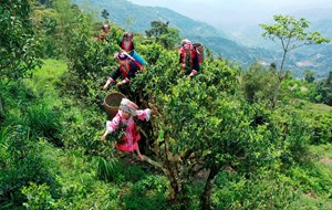 Hà Giang: Huyện Hoàng Su Phì quản lý hiệu quả phát triển nông nghiệp đặc trưng hàng hóa chất lượng cao