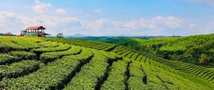 Quảng Ninh: Sẵn sàng diễn ra "Lễ hội Trà Đường Hoa - năm 2024" 