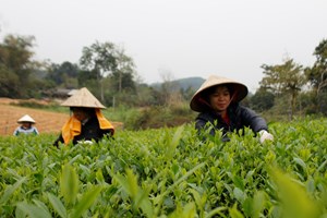 Huyện Đồng Hỷ tập trung phát triển giá trị vùng chè, khai mở tiềm năng về phát triển du lịch