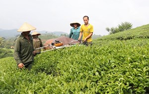 Phú Thọ: Đánh thức vùng chè Long Cốc giúp người dân thoát nghèo