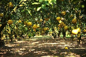 Về Phú Diễn nghe “bưởi hát” khúc giao thời