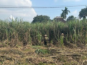 Rộn ràng mùa nấu mật mía ở Vũ Quang