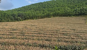 Thay áo mới cho cây chè vùng biên