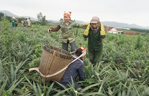 Hà Tĩnh: Hướng tới trung tâm cây ăn quả xuất khẩu Bắc Trung Bộ