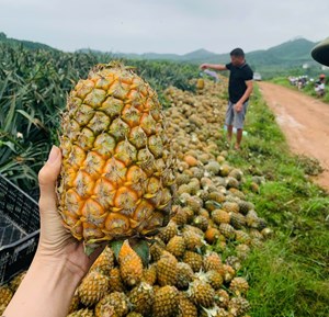 Liên kết phát triển vùng trồng dứa tại Hà Tĩnh: Hướng tới sản xuất bền vững