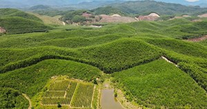 Quảng Trị: Đầu tư hơn 37,6 tỷ đồng đầu tư trồng rừng thay thế