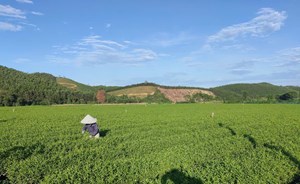 Cây chè mở hướng phát triển kinh tế bền vững cho người dân xã Sơn Hồng