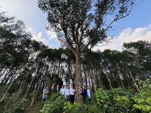 Hà Tĩnh hướng tới phát triển bền vững cây dó bầu giai đoạn 2026-2030