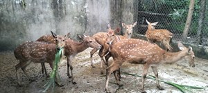 Hà Tĩnh dành hơn 9,8 tỷ đồng hỗ trợ sinh kế cho người dân khó khăn