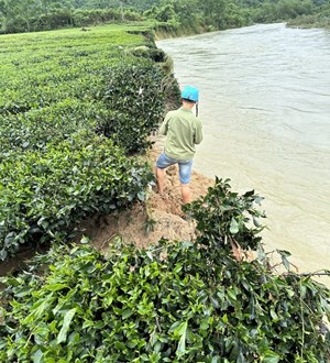 Hà Tĩnh: Nhiều diện tích chè bị sạt lở, cuốn trôi xuống sông Ngàn Phố