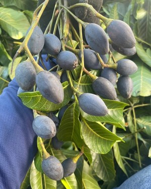 Hà Tĩnh: Thủ phủ "vàng đen" vào mùa thu hoạch