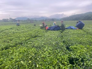 Sắc xanh trên những đồi chè, niềm vui của người dân Hà Tĩnh