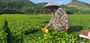 Hà Tĩnh: Đồng chè khoe sắc sau mưa bão