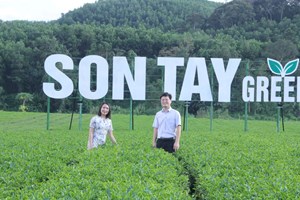 Biến những đồi chè xanh thành điểm check-in hấp dẫn ở Sơn Tây