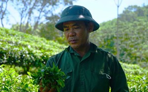  Người đưa chè Bình Sơn lên tầm cao mới