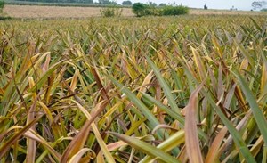 Thanh Hóa: Diện tích dứa bị ảnh hưởng, người dân quan ngại mùa vụ