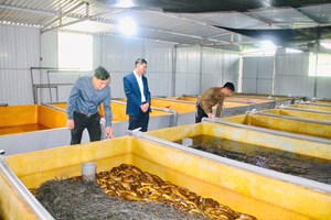 Hà Tĩnh: Nuôi lươn không bùn – Hướng đi hiệu quả trong phát triển kinh tế nông thôn