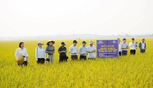 Sinh kế nông nghiệp thích ứng biến đổi khí hậu, cơ hội cho phụ nữ Quảng Trị