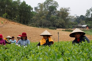 Thái Nguyên: Đẩy mạnh sản xuất chè vụ Đông nâng cao thu nhập ổn định cho người dân