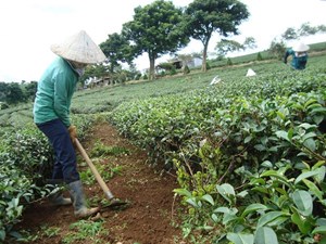 Làm thế nào để cây chè cho năng suất cao?