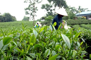 Thái Nguyên: Đẩy mạnh phát triển để thương hiệu chè vươn xa