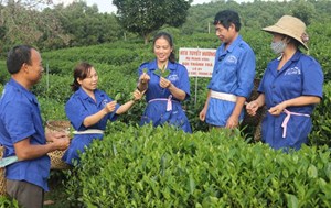 Thái Nguyên: Sức sống một làng chè "Hợp tác xã Tuyết Hương"