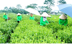 Thái Nguyên: Xây dựng thương hiệu chè Phổ Yên tạo chỗ đứng vững chắc