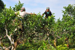 Trà Shan tuyết cổ thụ - Thương hiệu "trà Việt cho người Việt"