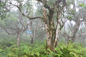 Hà Giang - Vùng chè Shan lớn nhất trên cả nước