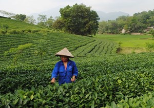 Lào Cai: Ứng dụng công nghệ cao vào sản xuất chè,  tạo bước đột phá để vượt qua Covid-19