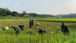 Phú Thọ: Nghĩa tình mùa gặt trong đợt dịch Covid -19 tại xã Tân Phương