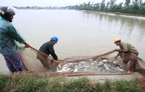 Hà Nội triển khai các giải pháp nuôi trồng thủy sản mới