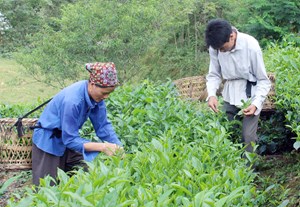 Lào Cai: Giữ ổn định vùng nguyên liệu để phát triển sản xuất, kinh doanh